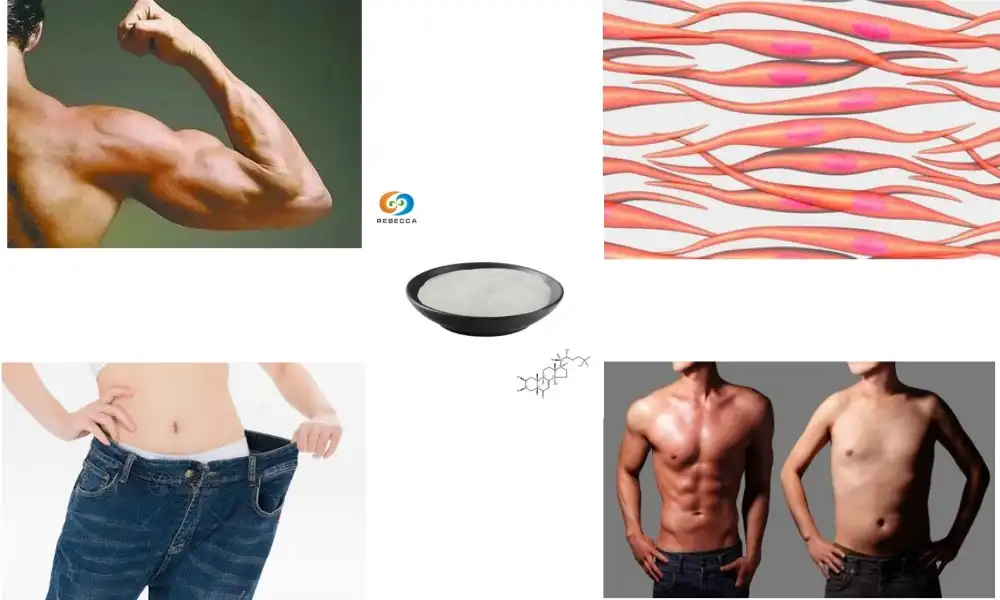 What can we know beta ecdysterone powder?